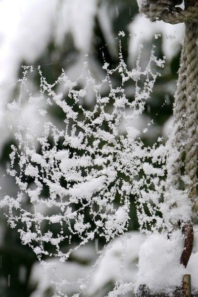 Porn silvaris:    Spiderweb & snow by Coralie photos