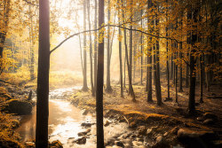 90377:  Herbstlich! by Gruenewiese86 on Flickr.