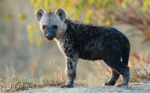 Growing Up: Spotted Hyenas adult photos