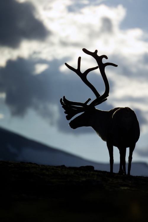 l0stship:  Reindeer in silhouette (by Visit Greenland)