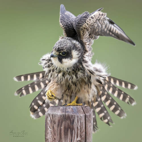 Hobby&hellip; by Arno van Zon