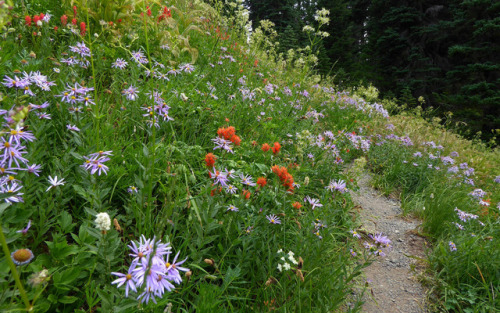 Sex 90377:  Indian Henrys, Mount Rainier by kepPNW pictures