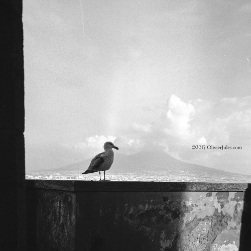 Gabbiano napoletano Eravamo a Castel dell'Ovo. Al collo la Rolleiflex del 1954 farcita di pellicole 