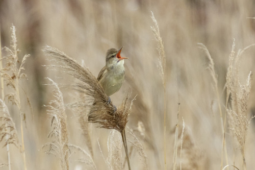 オオヨシキリ（Oriental Reed Warbler）