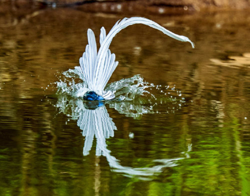 fuckyeahchinesefashion:Chinese Paradise-flycatcher /Terpsiphone incei in dongzhai 董寨, henan ◇ photo 