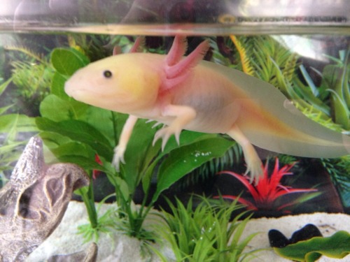 mayor-kyoto:  artsy-kitten:  Look at this dork. It’s so rare for him to be this low in the tank. He’s usually much more fond of floating in corners.  Shruuuunkkkk!!! <3!