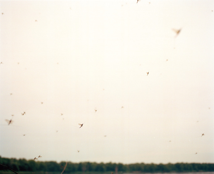 1000scientists:  Excerpt: All Most Heaven, 2010Santiago Mostyn