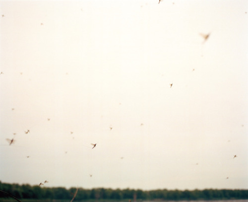 1000scientists:  Excerpt: All Most Heaven, 2010Santiago Mostyn
