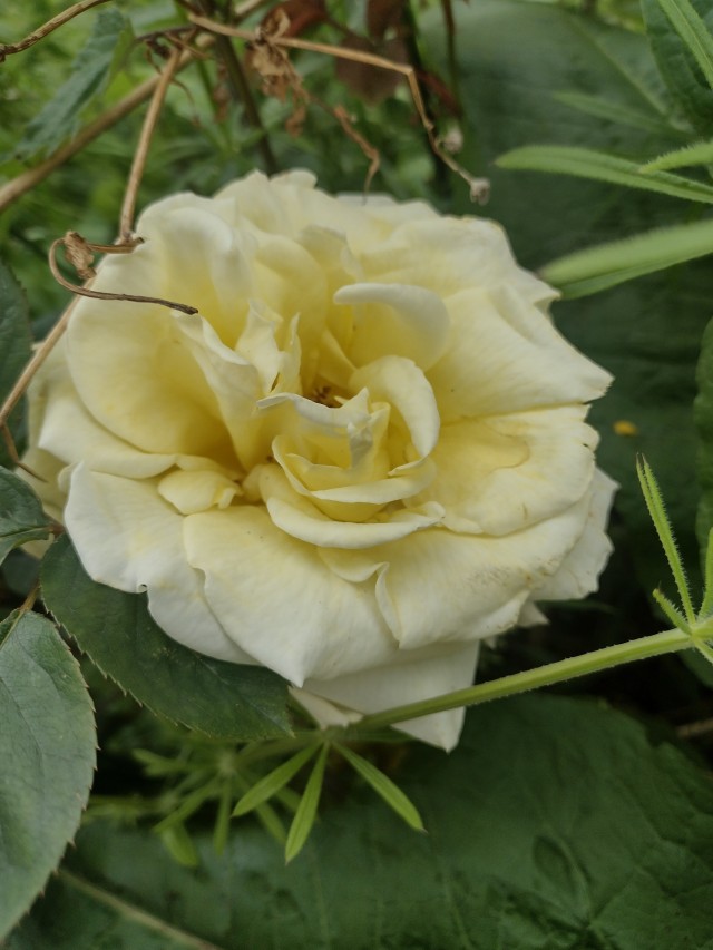 An off white rose, the centre petals have begun to open, revealing pollen 