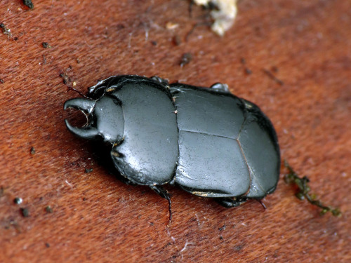 onenicebugperday: Flattened clown beetle, Hololepta aequalis, Histeridae Found in the US and Canada,