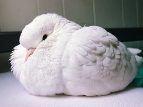 pigeonmiu - the fluffiest puff there ever was