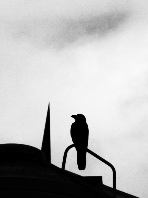 thekimonogallery: jiji-de-jiji:  Crow ©juri  “Crow”. Hokkaido, Japan.  Photogr