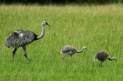 courteousaviarist: birdsonly: Greather Rhea ~ Nandu ~ Rhea americana (Invasive Species ~ Neozoo