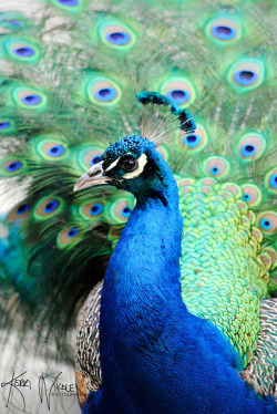 flowerling:  Peacock | KerriNikolePhotography