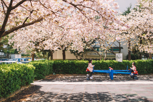 2022-04-17Spring, Cherry BlossomCanon EOS R3 + RF15-35mm f2.8L ISCanon EOS R6 + RF50mm f1.2LInstagra