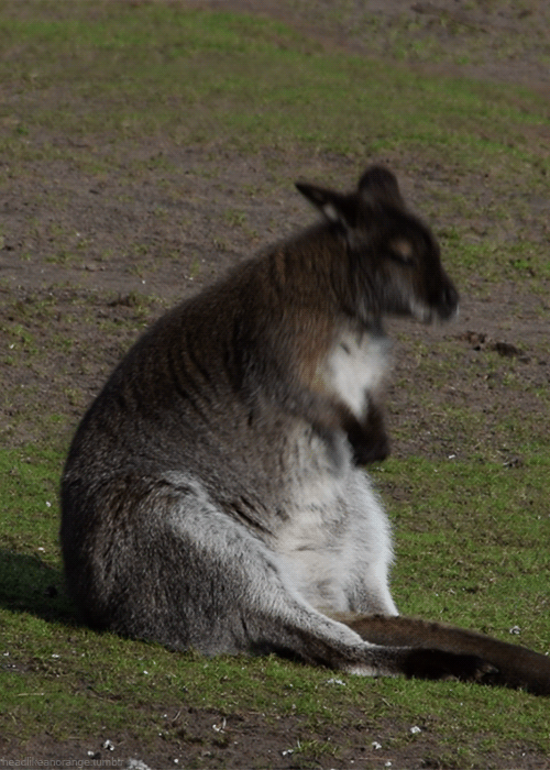 gifini:  Obese kangaroo, sit-ups are  adult photos
