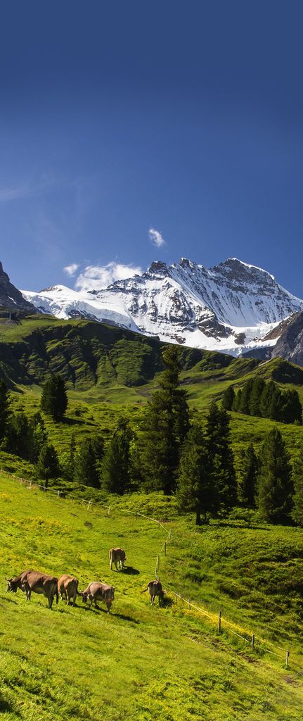 Alps Switzerland Beautiful Places For Travel Architecture Arts And City Alps Switzerland Beautiful Places For Travel Architecture Arts And City