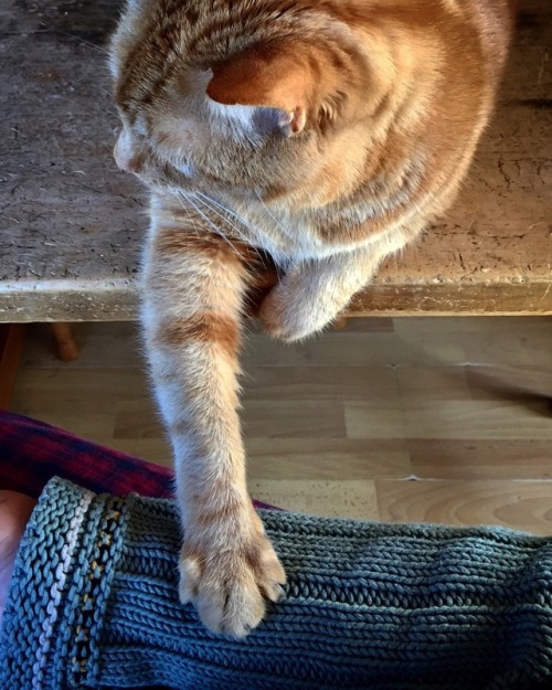 justjulespictures: thedeadletteroffice64: The paw Happy Caturday and big thank you to @mostlycatsmos