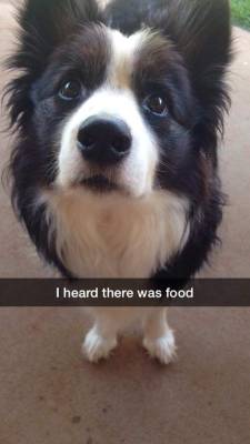 cute-overload:  My girlfriend sent me a snapchat today of her dog “Buddy”, I love Buddy.http://cute-overload.tumblr.com source: http://imgur.com/r/aww/rVb37EN