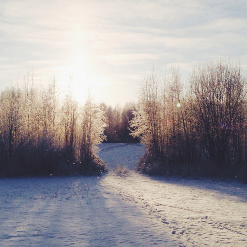 arctic-bramble:Winter in Finland. This is where I live and the weather was incredible today. 