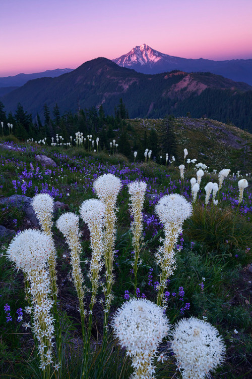 lanatura:   Holiday Bouquet | Alan Howe