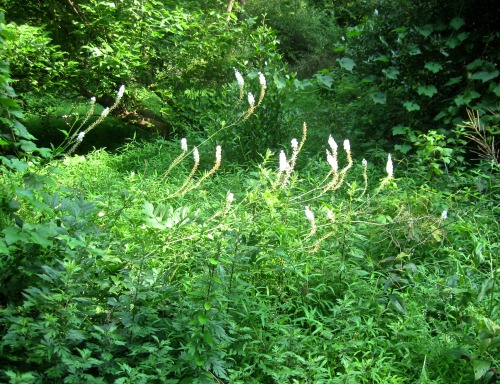 Fairy candles, as they&rsquo;re sometimes called—another picture of the cohosh, because it&rsquo;s l