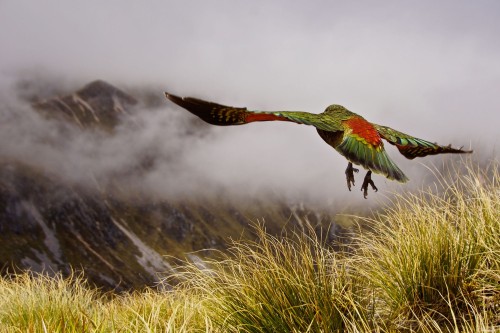 A kea takes off along the Kepler Track, a trail on the South Island. The kea is the only alpine parr