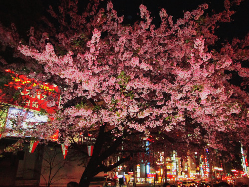 kvnai:Sakura in Tokyo || Original