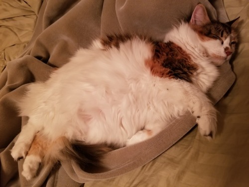 wolfaux:She content
