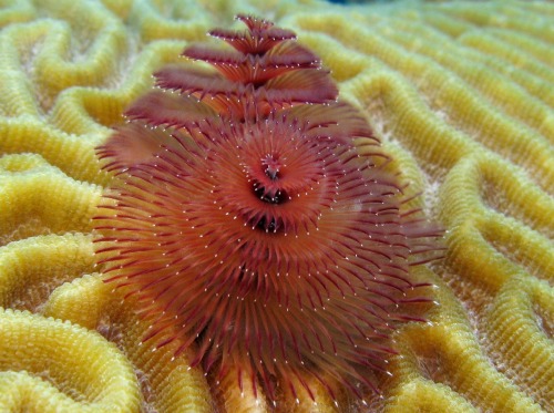 ijustlovesharks:Christmas Tree Worms - [1] [2] [3] [4] [5] [6] 