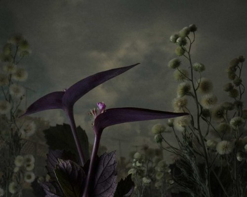 anarchy-of-thought:Weeds and Flowers Recast as Shadowy Subjects in Daniel Shipp’s Dramatic Pho