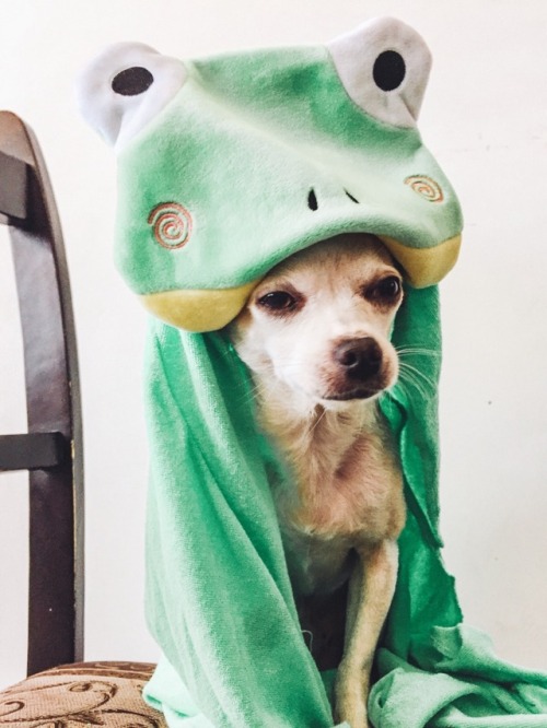 Frog? Dog? Instagram | adventureswithruny