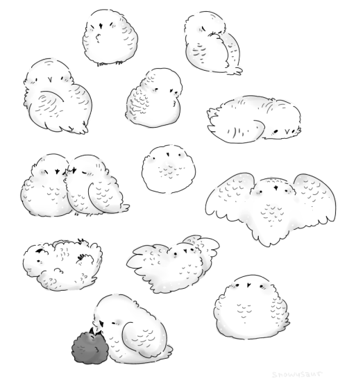 snowysaur:  owls for WingedClaymore! 