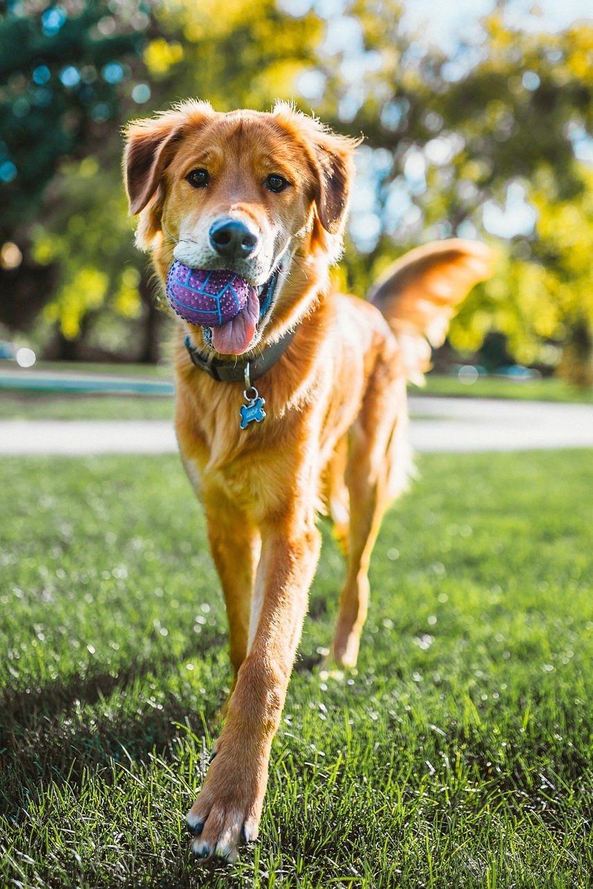 great dane golden retriever