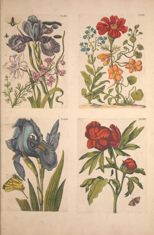 heaveninawildflower: Illustrations of insects and plants taken from ‘De Europischen Insecten&l