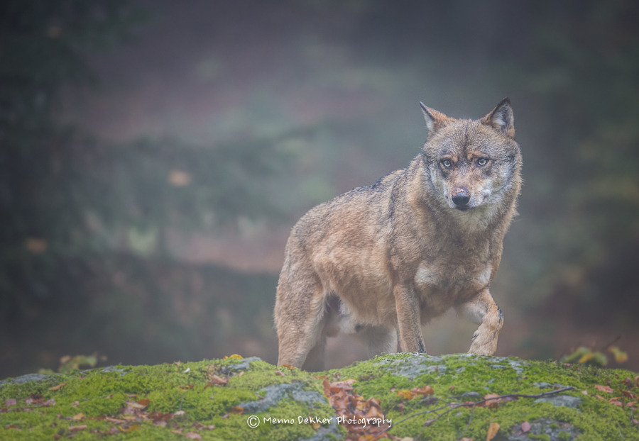 w-o-l-f&ndash;g-i-r-l:  // by   Menno Dekker  