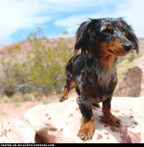 aplacetolovedogs:  Adorable dapple Doxie Luna loves to go on a hike! @lunathedachshund