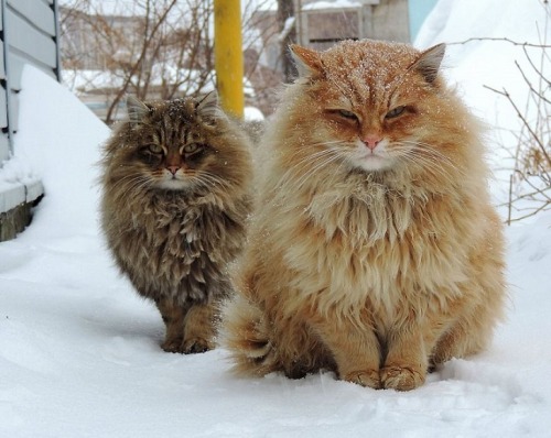 Siberian Cats are amazing and smashing! Unusual colony of ginger cats in little Russian village — re