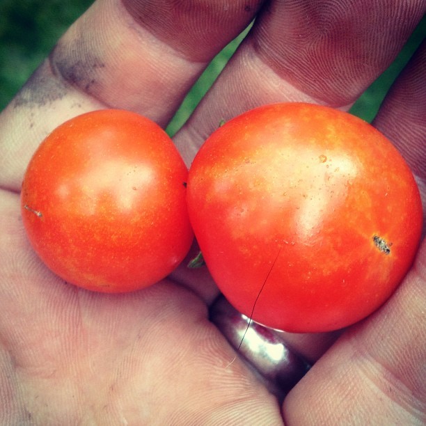 Harvested and consumed the first cherry tomatoes from the garden. #gardening #food #vegetarian #omnomery