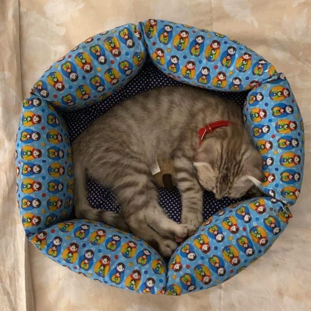 My new scottich kitten 🥰 #Powder, welcome to the family  #cat #catlovers #catlife #scottichfold #kitten  (at Umm Salal `Ali, Umm Şalāl, Qatar) https://www.instagram.com/p/CEKSV3lgxVK/?igshid=17x19q03ftft9 #powder#cat#catlovers#catlife#scottichfold#kitten
