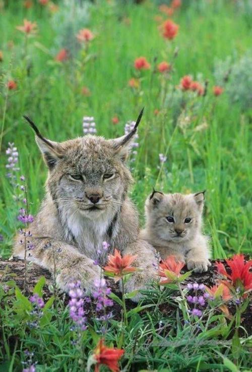 cuteness–overload:Canadian Lynx and her cub. Bridger Mountains near Bozeman, Montana.Source: h