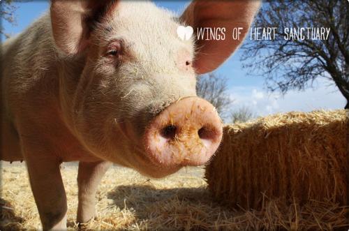 Wings of Heart, santuario de animales en Madrid, España. www.flickr.com/photos/wingsofheartsanctuary