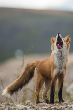 c1tylight5:  fox singing (by Ivan Kislov) 