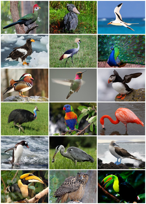 courteousaviarist:earthandscience:Bird Diversity A composite image showing the diversity of bir