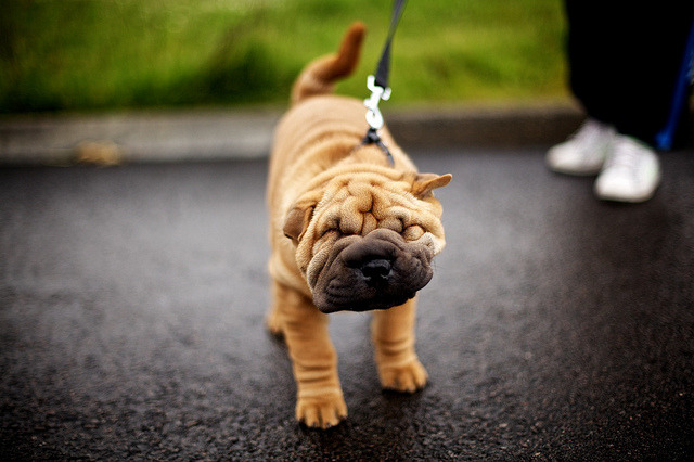 thecatdogblog:  Shakey Shar-Pei by Ashley Baxter on Flickr.