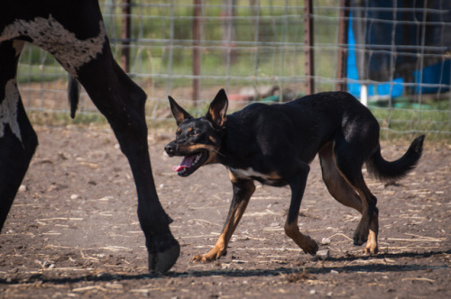 magnificent-woofs: Quin the Kelpie by JaderBug Photography