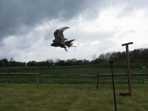 Coco in the display. Absolutely stunning flying bird, extremely powerful and quick