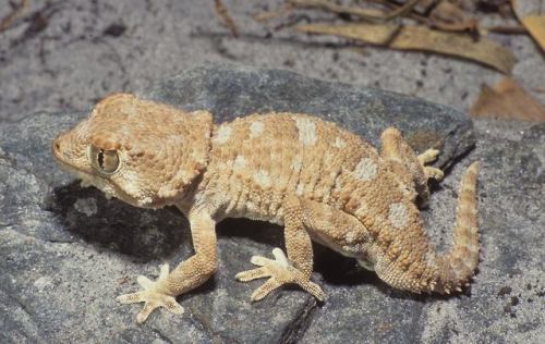typhlonectes:Helmeted Gecko,Tarentola chazaliae, family Phyllodactylidae, from  coastal NW Afric