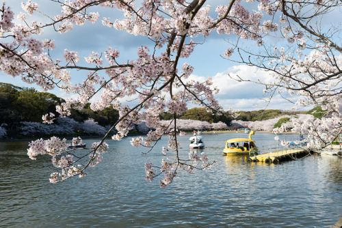 ochabang: 明石公園 by GenJapan1986 on Flickr.