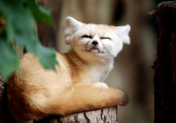 everythingfox:  When someone wakes me upPhoto